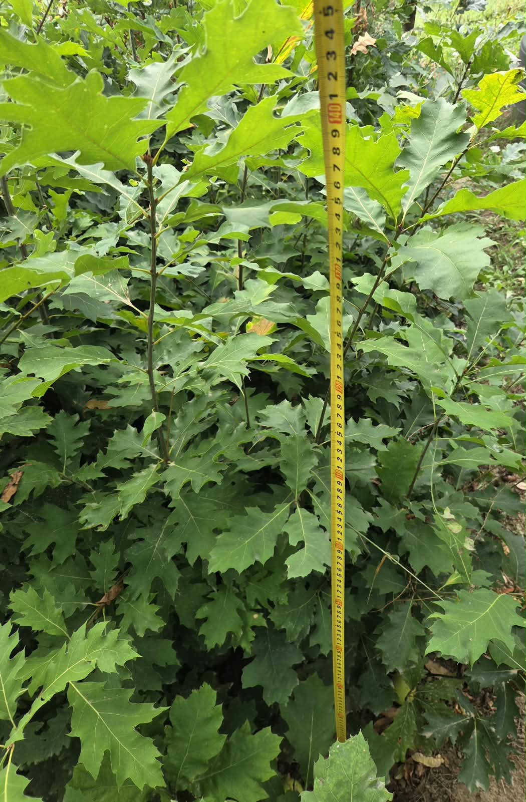 Crvenolisni hrast, 100-140cm | crvenolisni_hrast_golog_korjena_100-140_1.jpeg